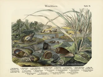 Molluschi